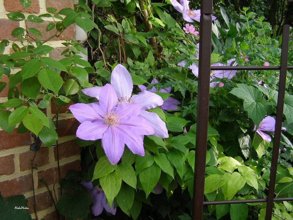 Gite Des Hortillonnages Camon  エクステリア 写真