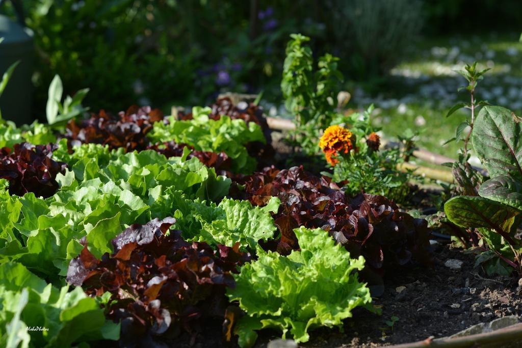 Gite Des Hortillonnages Camon  エクステリア 写真